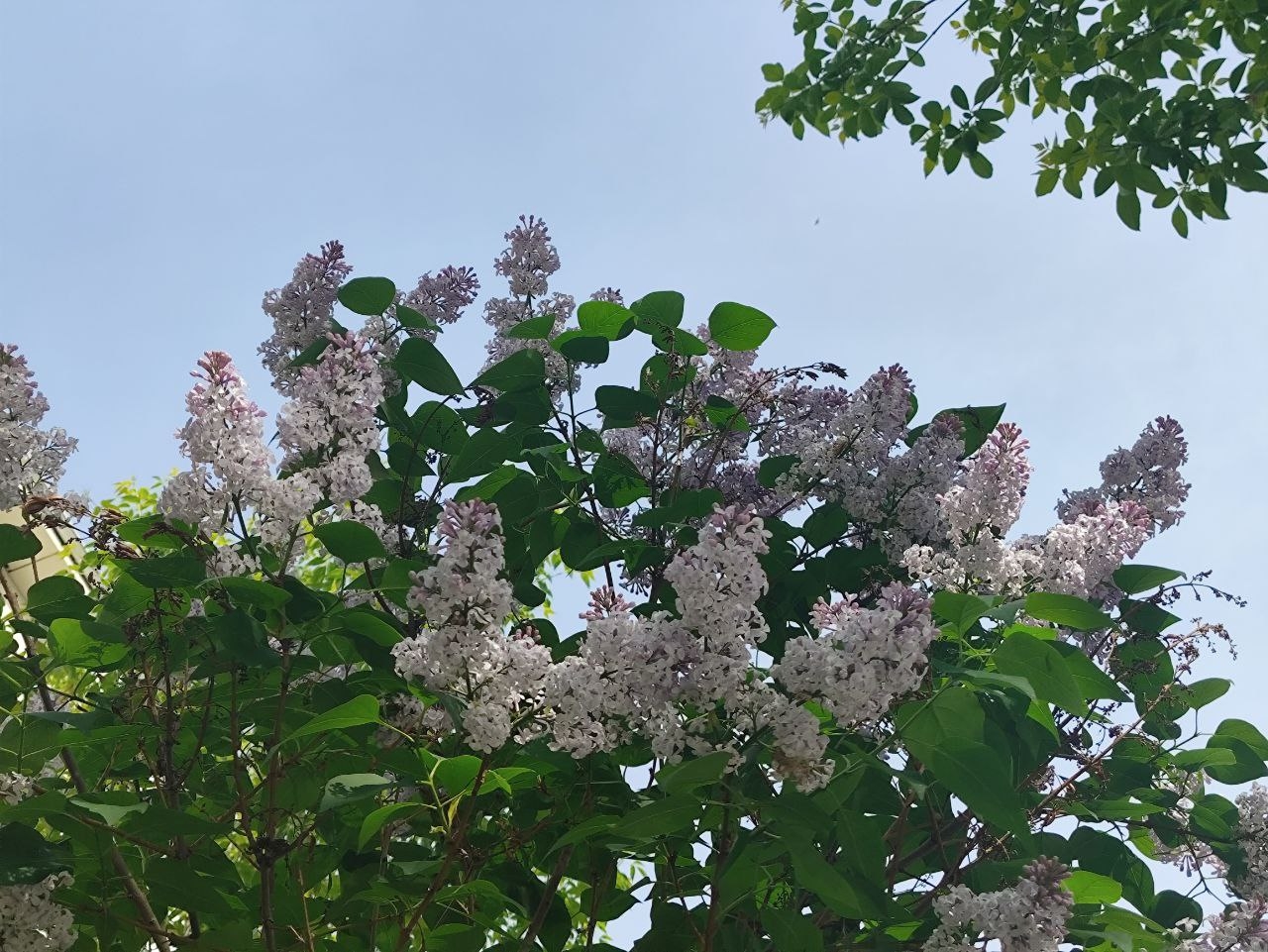 Цветение сирени в Тюмени