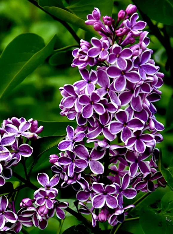 Сирень в Тюмени